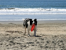 pies plaża gdzie z psem nad morze