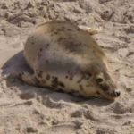 Łazy nad morzem foka na plaży
