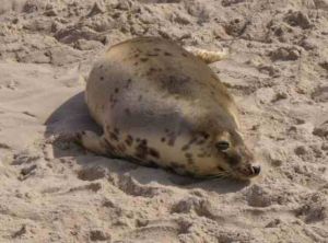 Łazy nad morzem foka na plaży