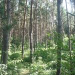 Zielone szkoły 2014 nad morzem