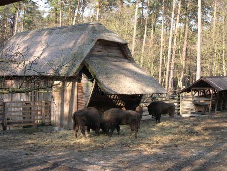 żubry Miedzyzdroje atrakcje nad morzem